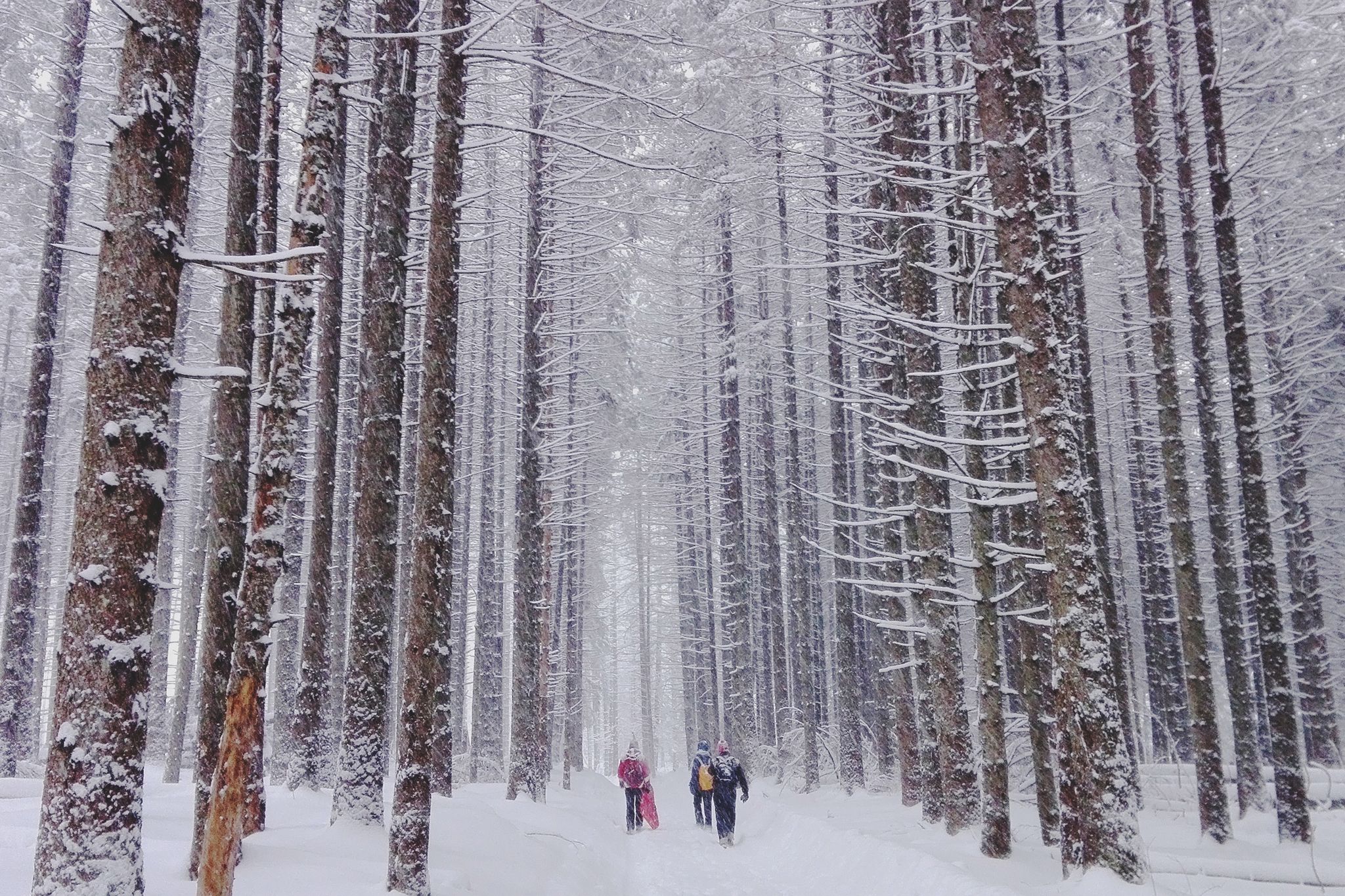 Snowy Forest