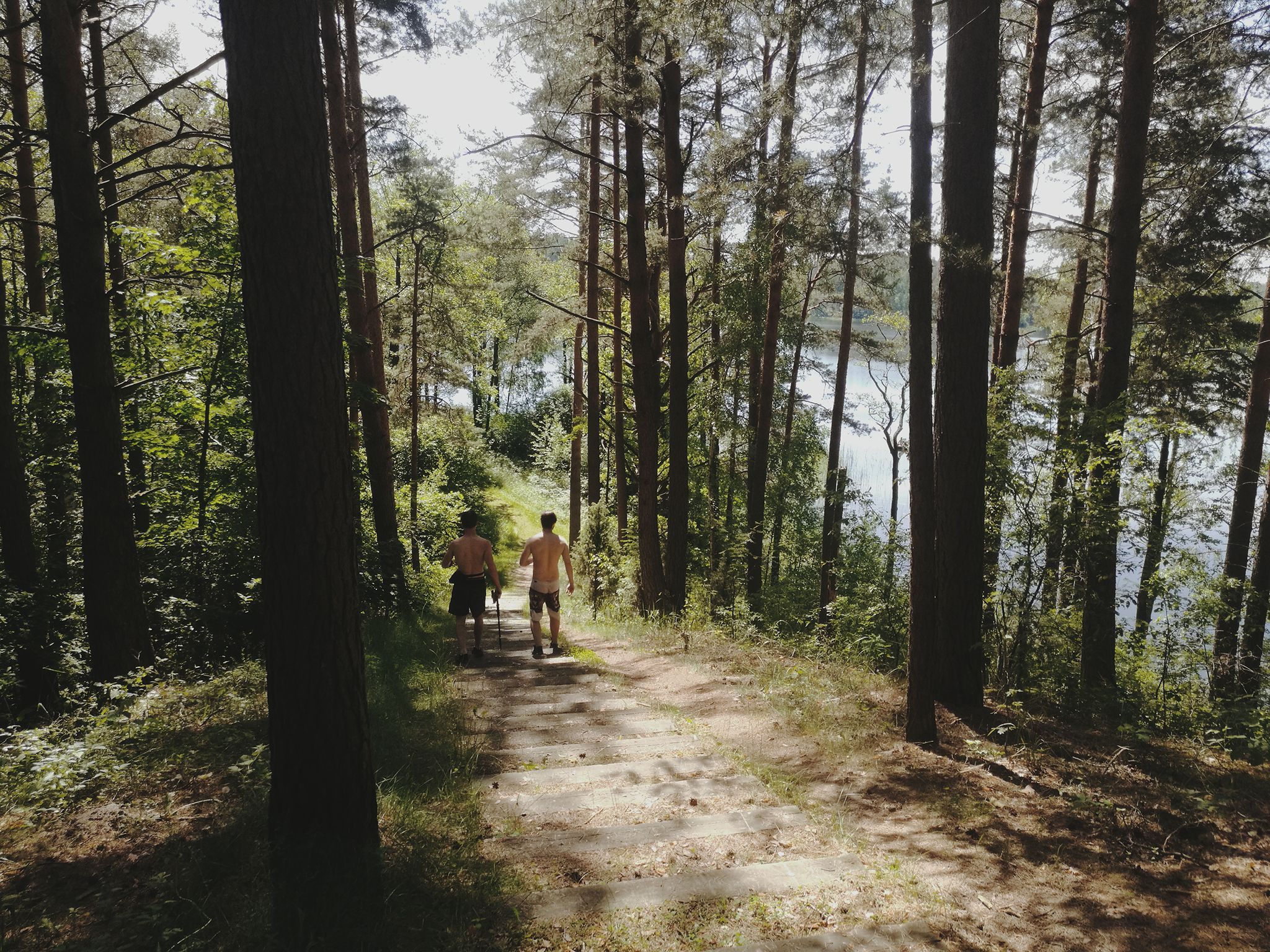 Route In The Woods