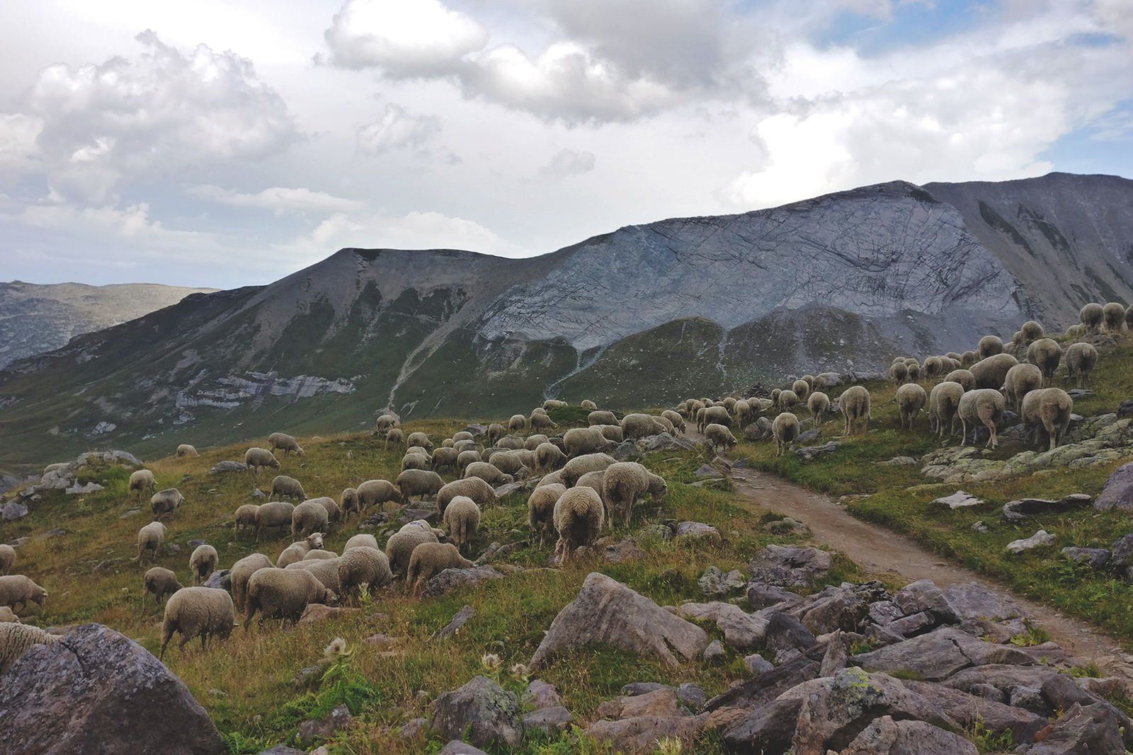 Flock Of Sheeps