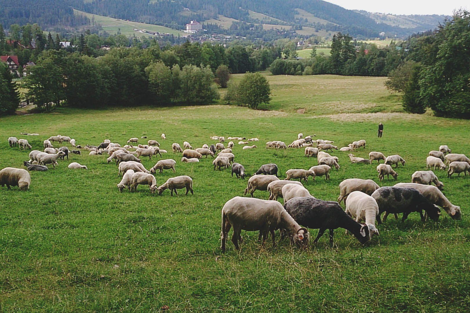 A Flock Of Sheeps