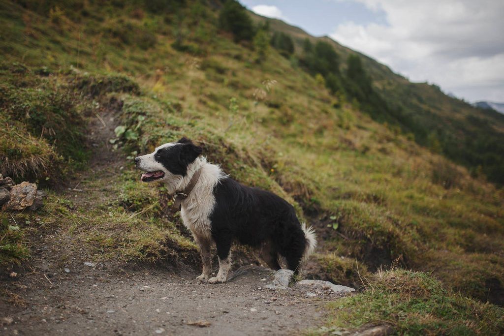 Mountain Dog