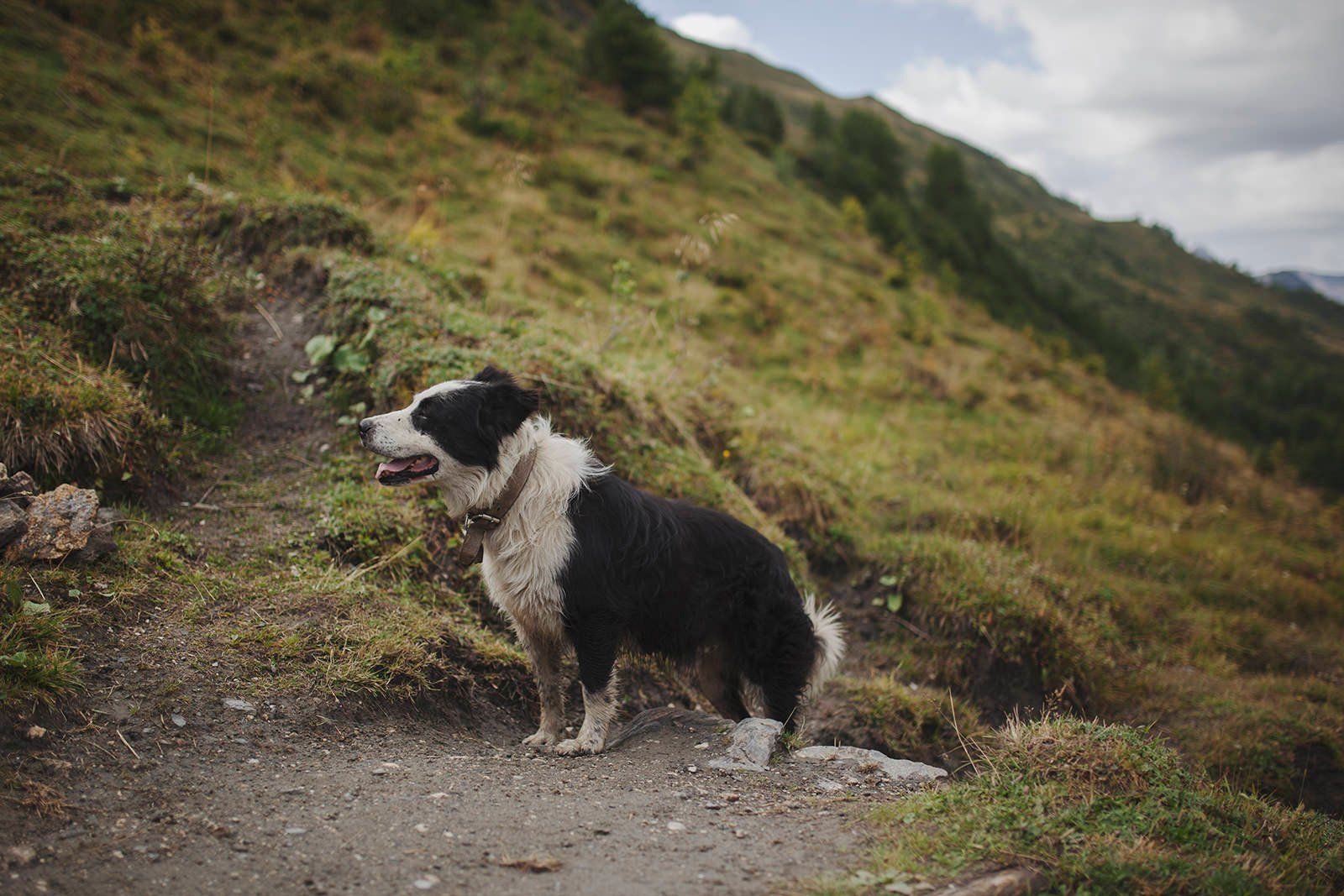 Mountain Dog