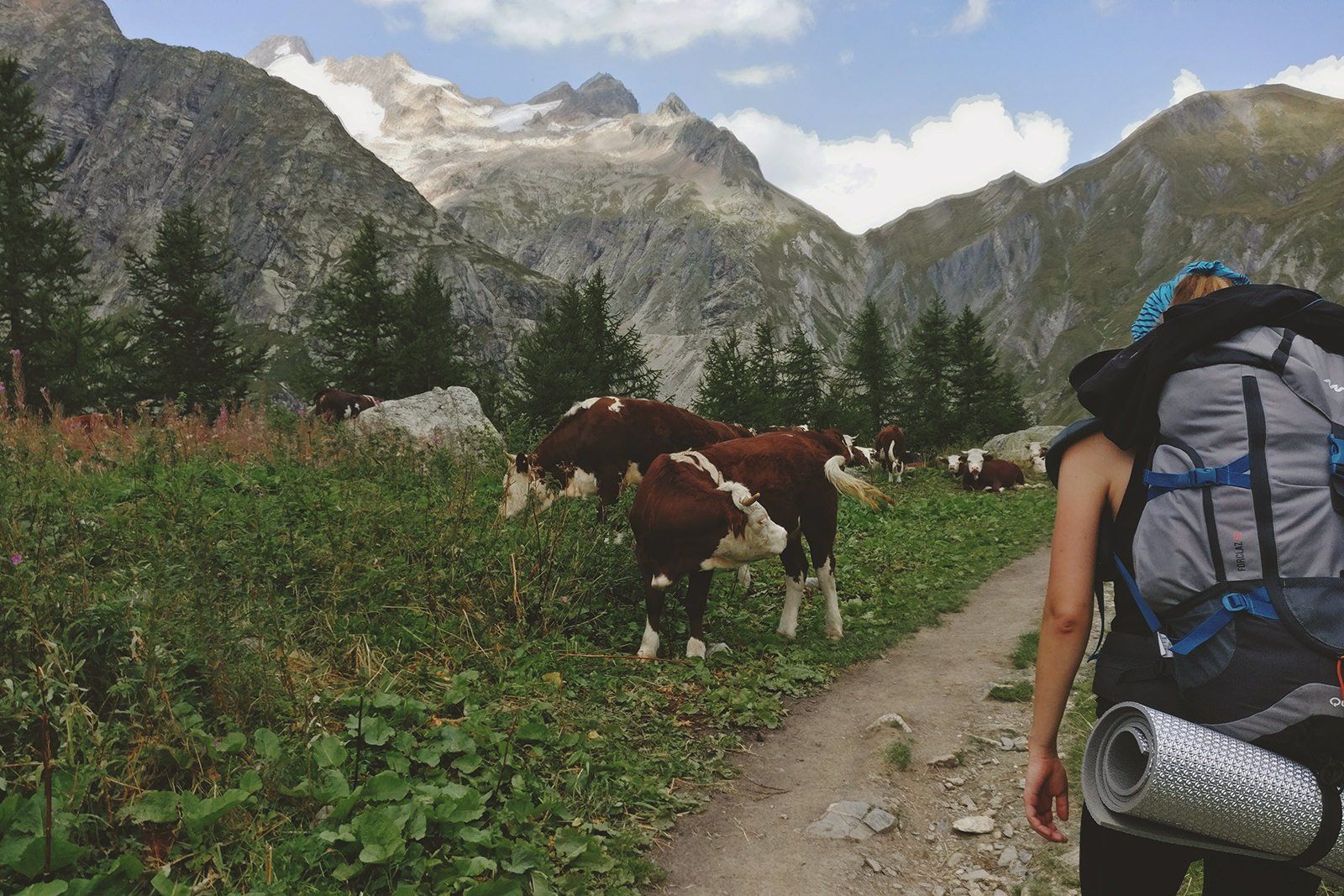 Cows