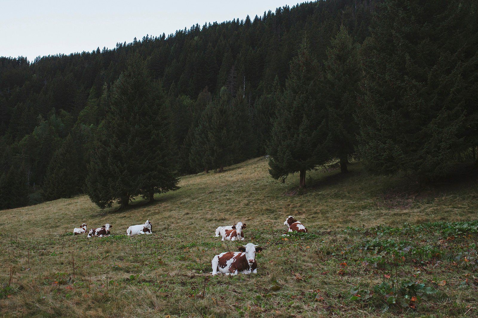 Camping With Cows