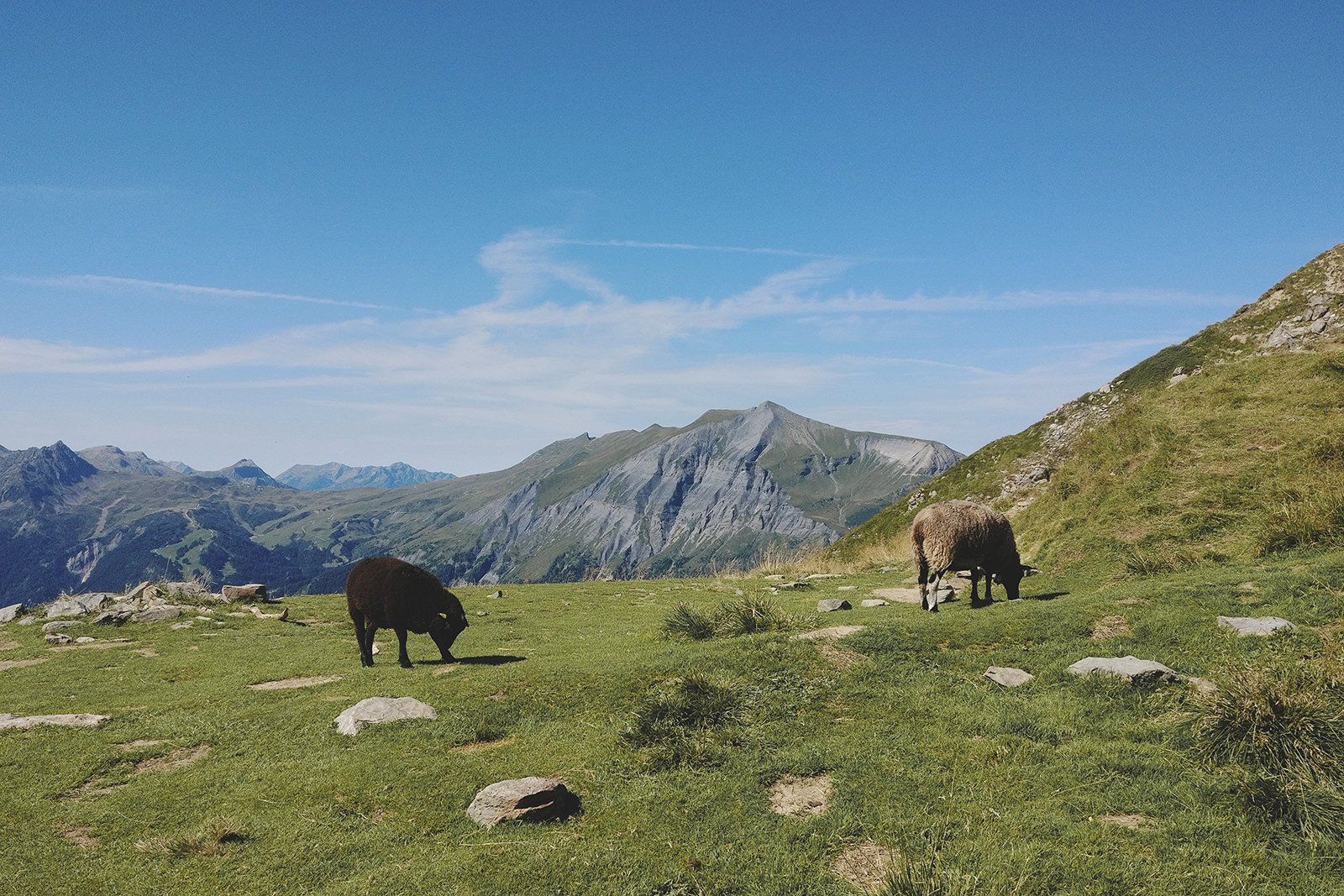 Sheeps On The Mountain Pass