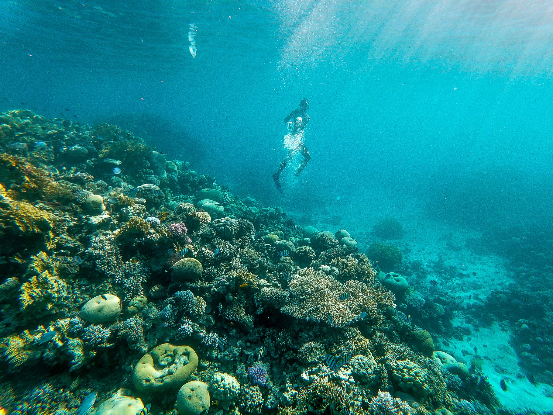 Snorkeling In Aqaba