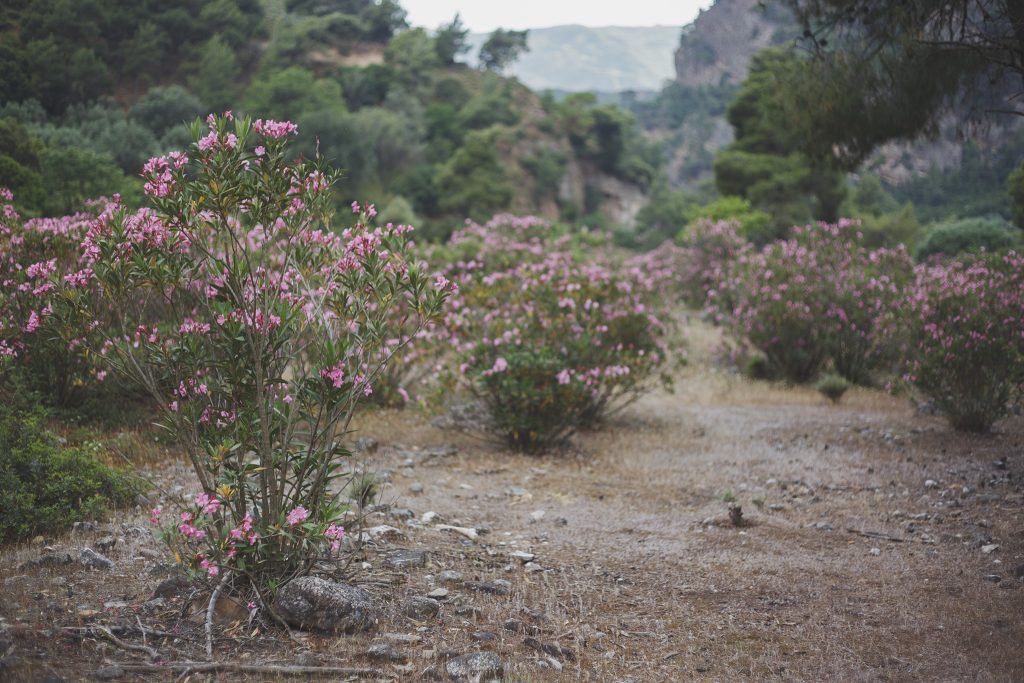 Greece Meadow