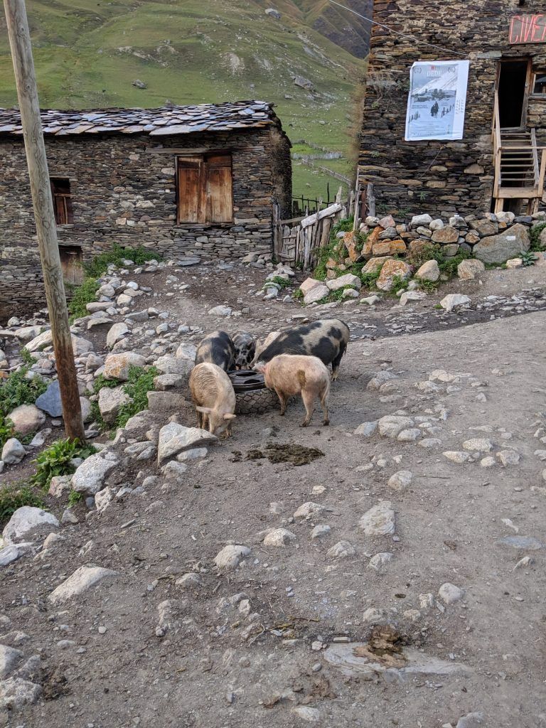 Pigs and shit in Chazhashi village