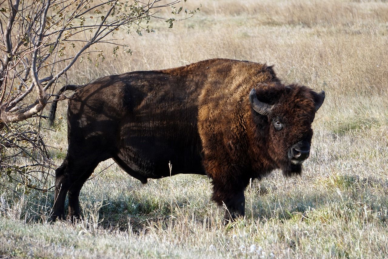 Bison