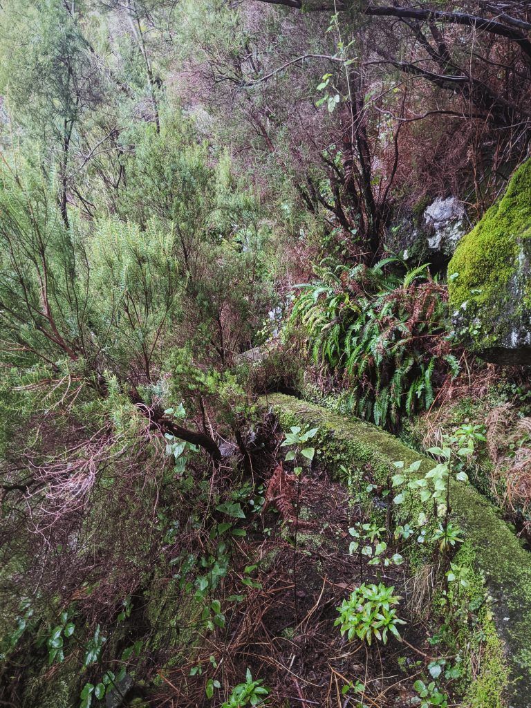 The trail behind the tunnel