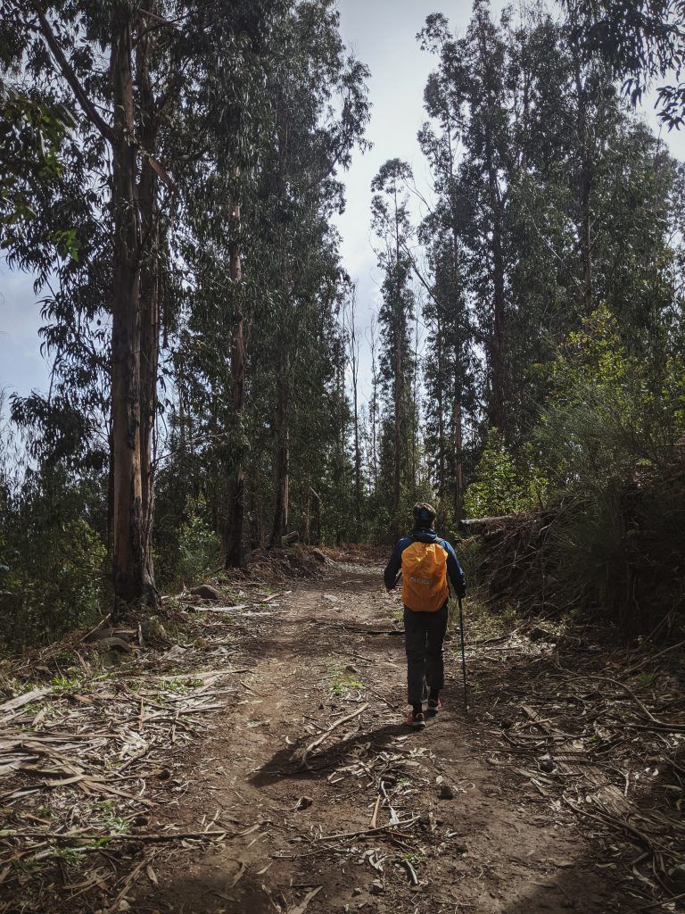Dirt road trail