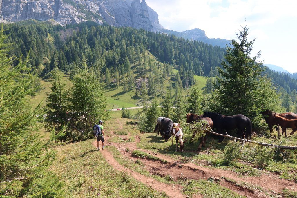 Trail between Rif Carestiato - Passo Duran