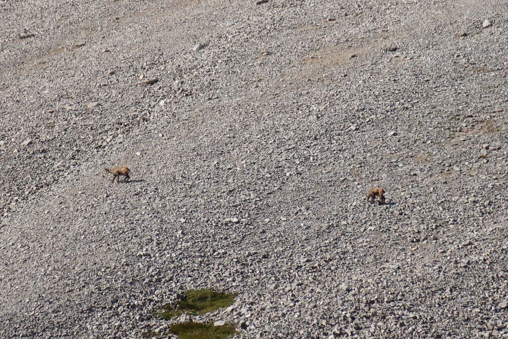 Mountain Goat