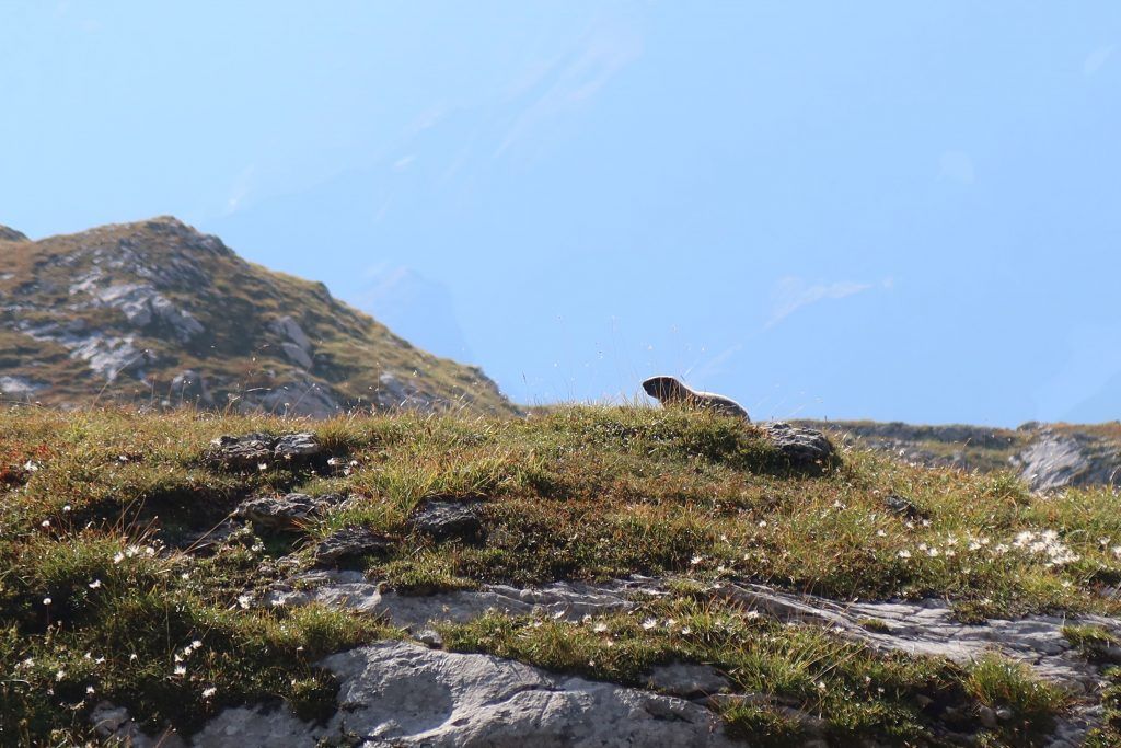 Marmot