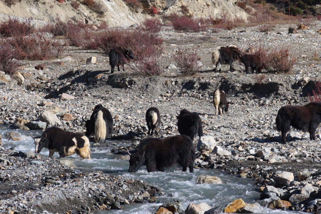 Yaks in river on Annapurna circuit